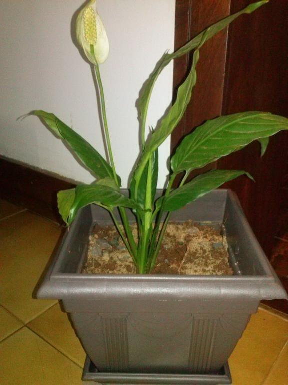 Petit Hotel Caraguata ปูแอร์โตอีกวาซู ภายนอก รูปภาพ
